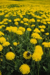 dandelion